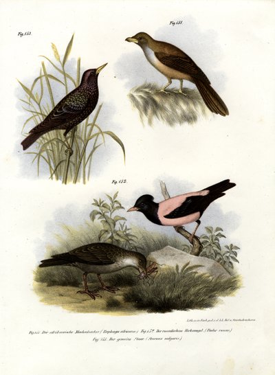 Afrikanischer Bienenfresser, 1864 von German School